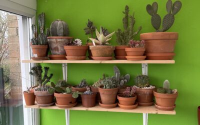 Some quick cacti shelving